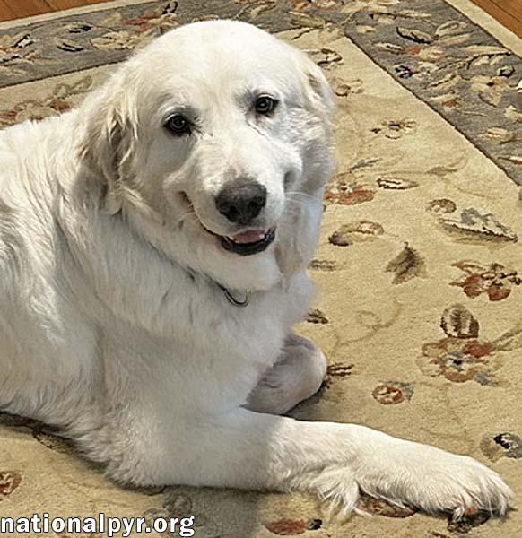 Dove in SC - Always Wears A Joyful Smile, an adopted Great Pyrenees in Greenville, SC image 2/4