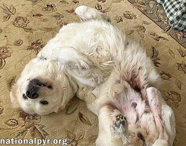 Dove in SC - Always Wears A Joyful Smile, an adopted Great Pyrenees in Greenville, SC image 3/4