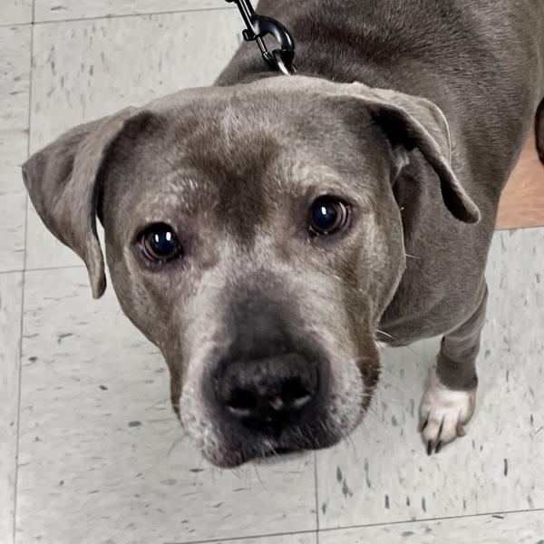 Princess Mami, Adoptable, Adult Female Pit Bull Terrier & Labrador Retriever.