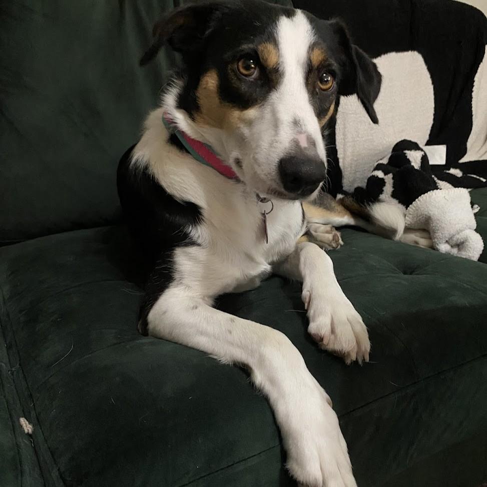 Victoria, a Adoptable Border Collie in Dallas, TX image 2/3