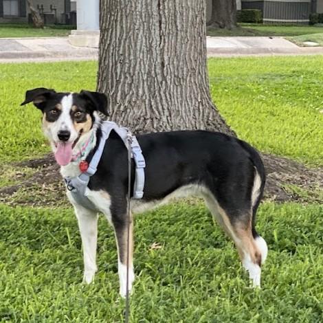 Victoria, a Adoptable Border Collie in Dallas, TX image 3/3