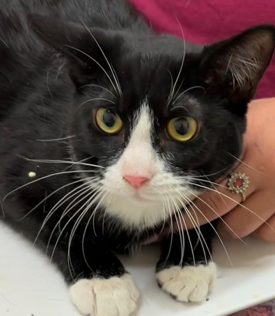 PANDA, Adoptable, Adult Male Domestic Short Hair.