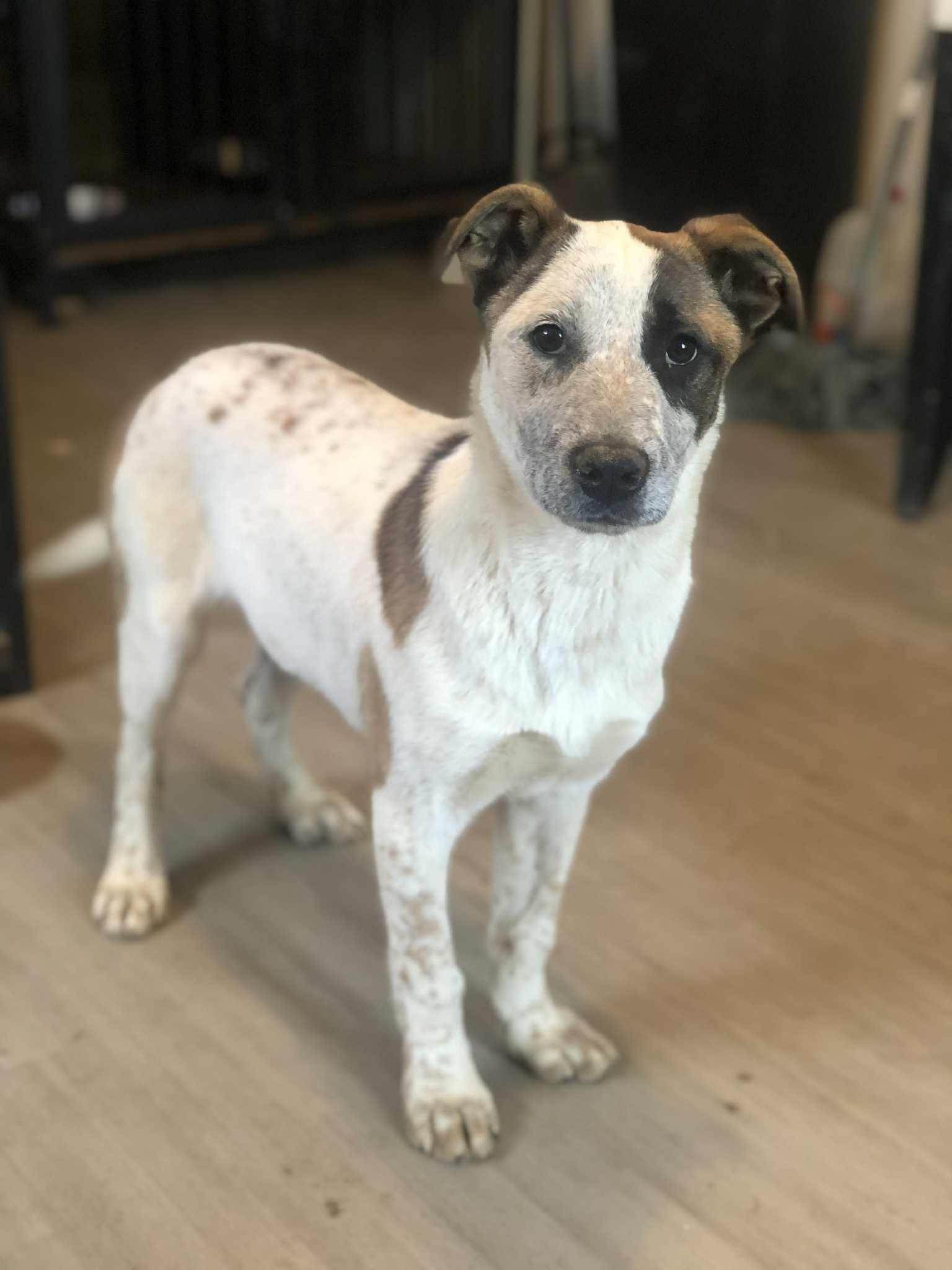 Molly , adoptable, Young Female Australian Cattle Dog / Blue Heeler & Australian Terrier.