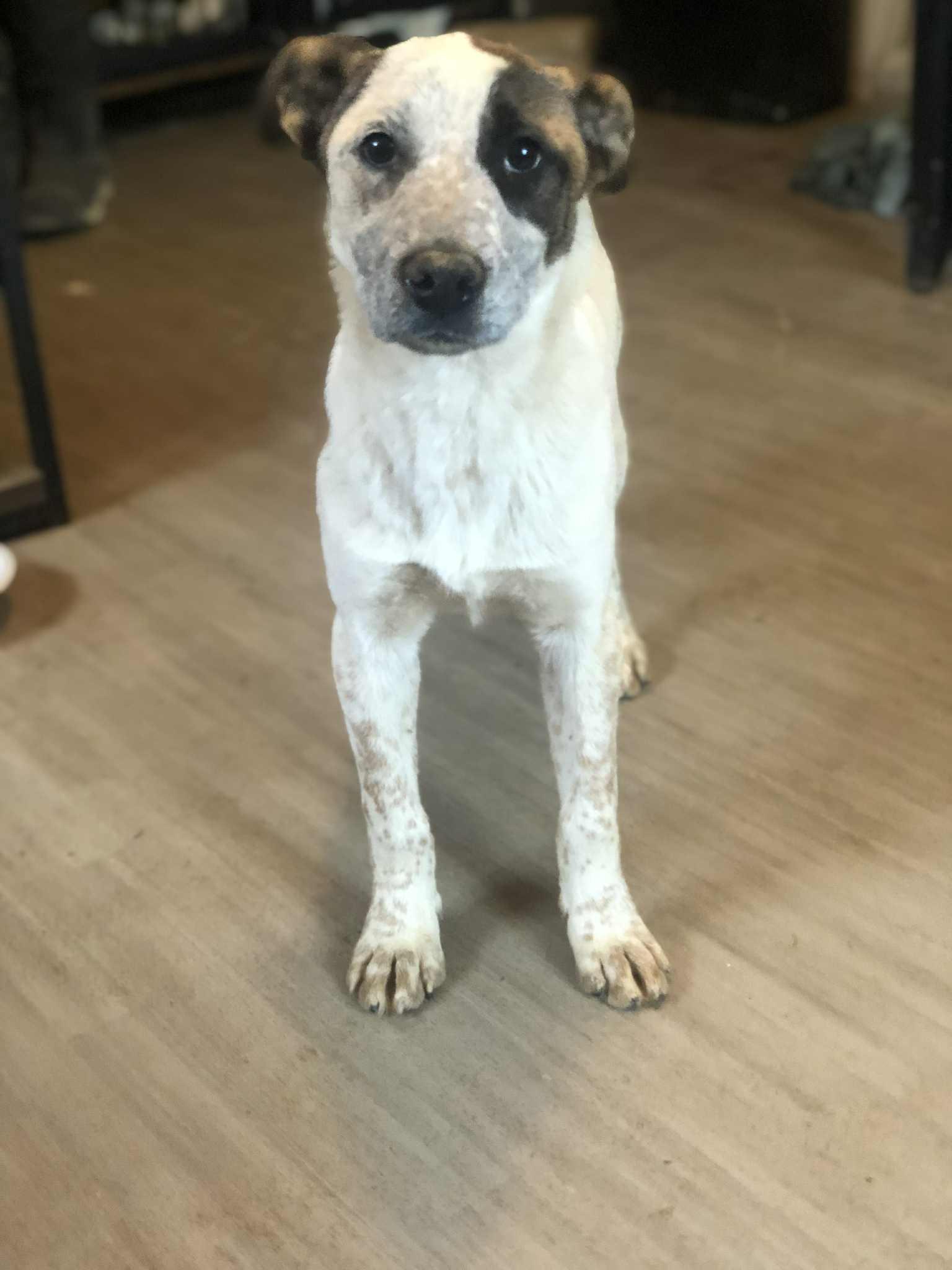 Enlarge Molly , an adoptable mixed breed in Campton, KY image 2/3