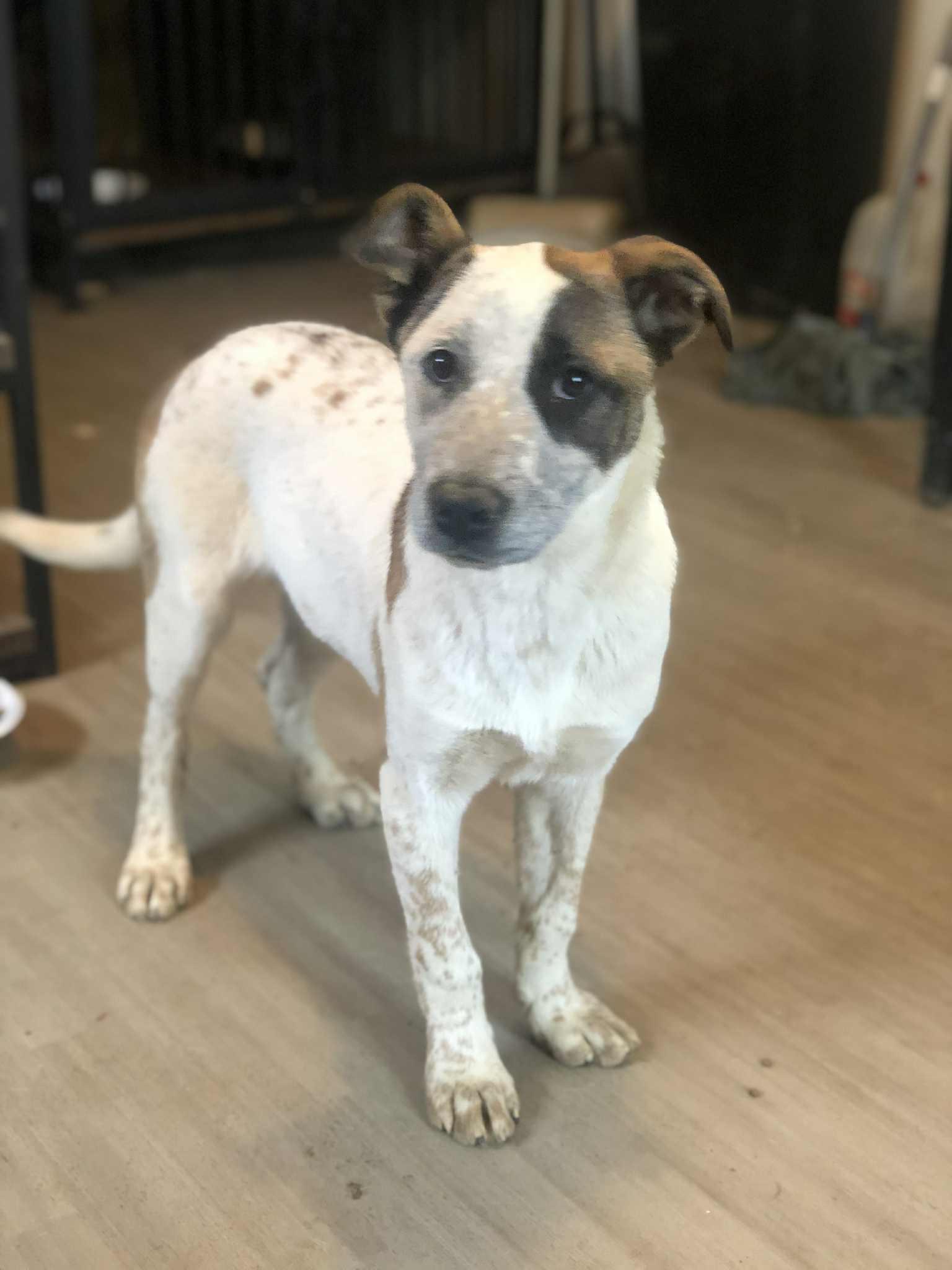 Enlarge Molly , an adoptable mixed breed in Campton, KY image 3/3