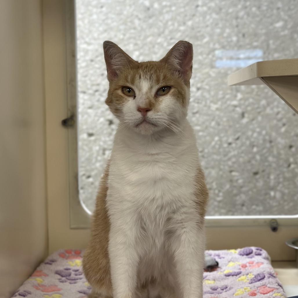 Goldie, Adoptable, Adult Female Domestic Short Hair.