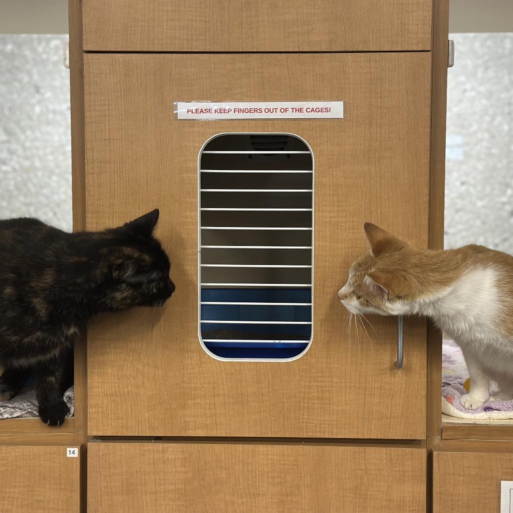 Enlarge Goldie, a Adoptable Domestic Short Hair in Hinsdale, IL image 2/5