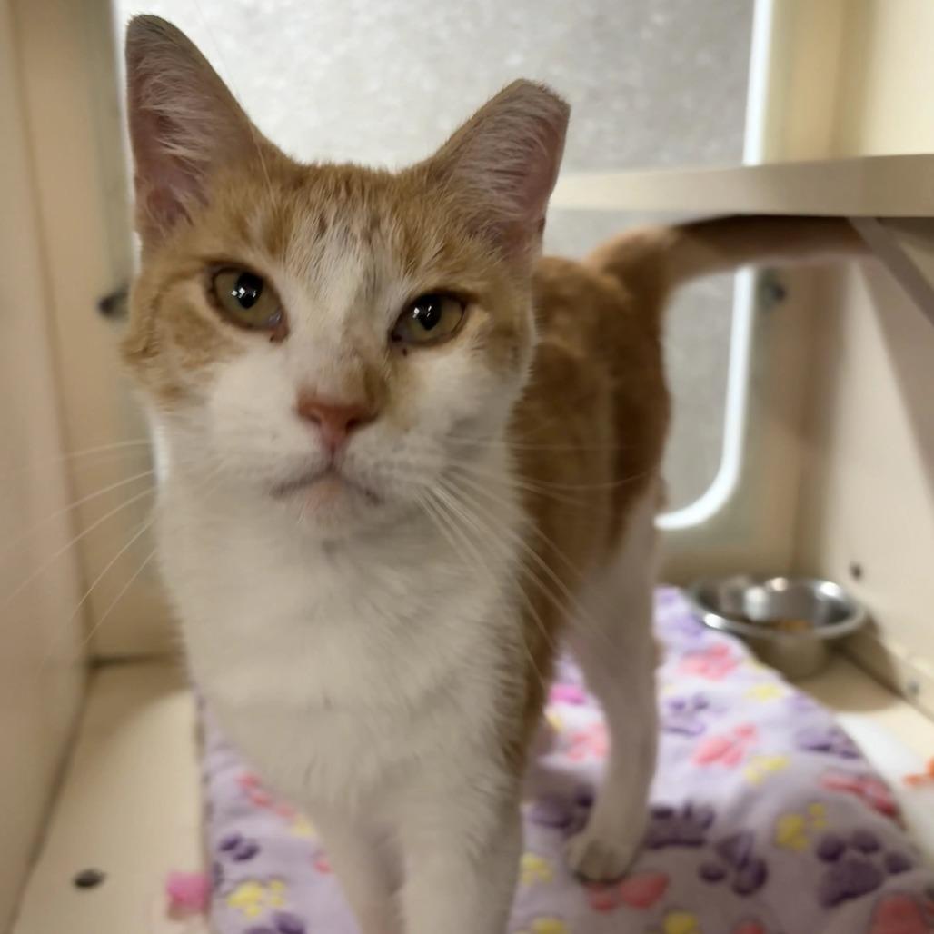 Enlarge Goldie, a Adoptable Domestic Short Hair in Hinsdale, IL image 3/5