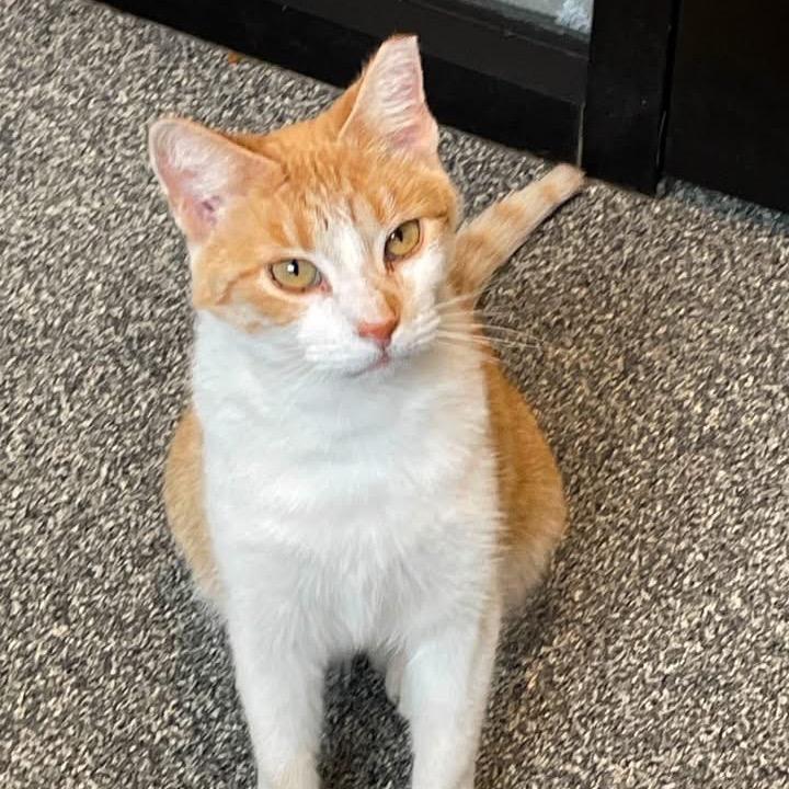 Enlarge Goldie, a Adoptable Domestic Short Hair in Hinsdale, IL image 4/5