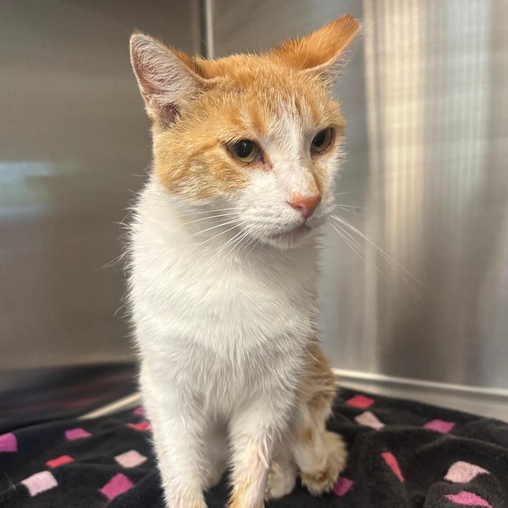 Enlarge Goldie, a Adoptable Domestic Short Hair in Hinsdale, IL image 5/5