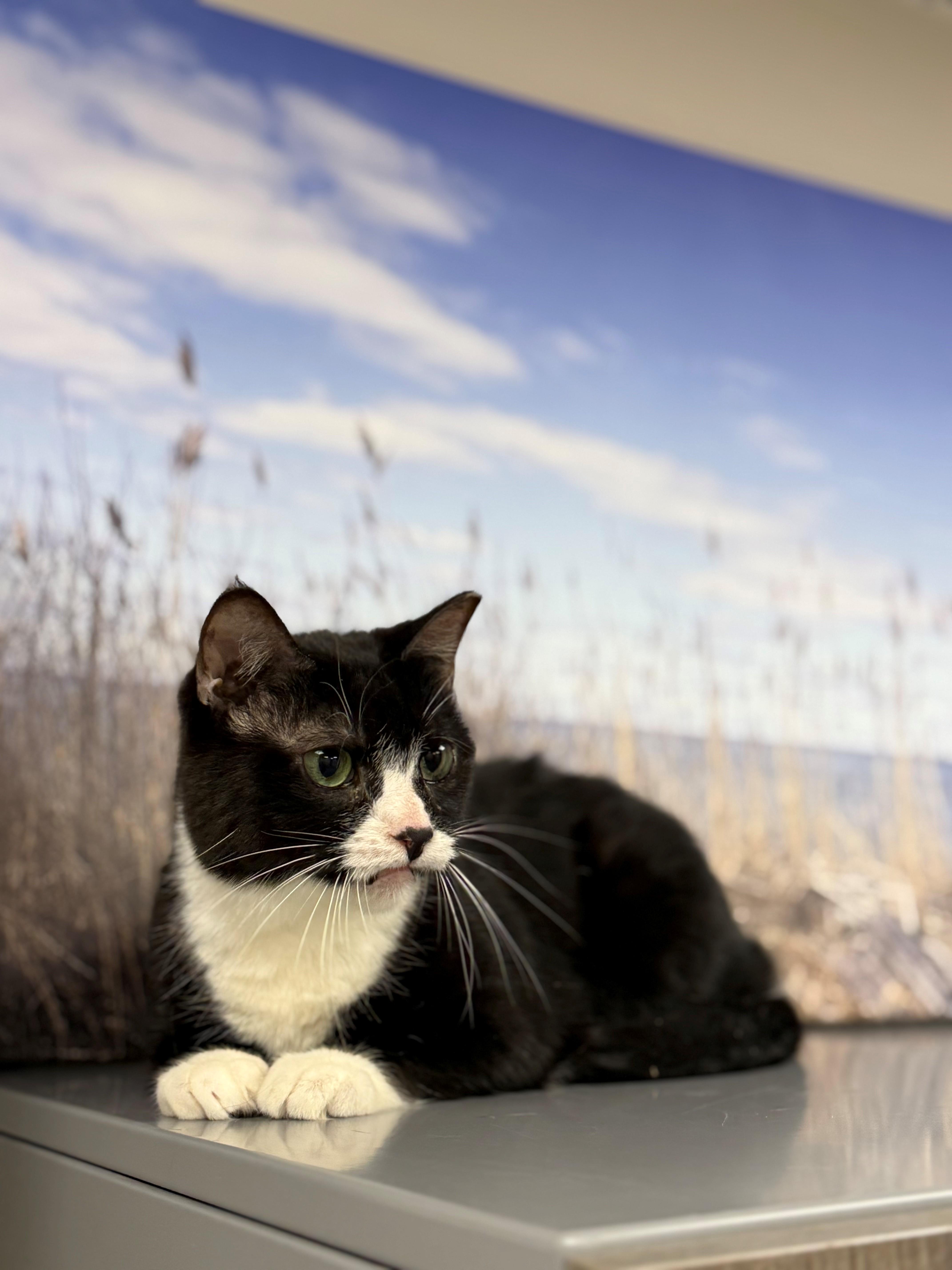 Enlarge Sadie , a ADOPTABLE Domestic Short Hair in Syosset, NY image 1/1