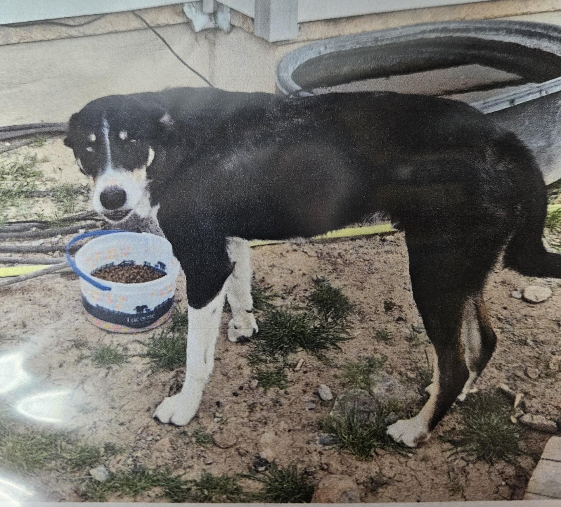 60731096, ADOPTABLE, Adult Male Border Collie & Shepherd.