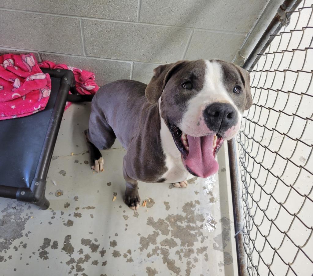 Bud, Adoptable, Adult Male Pit Bull Terrier.