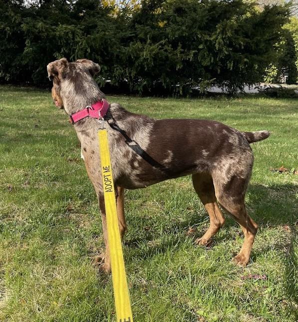 Enlarge Gwen - RI, a ADOPTABLE mixed breed in Bradford, RI image 2/5