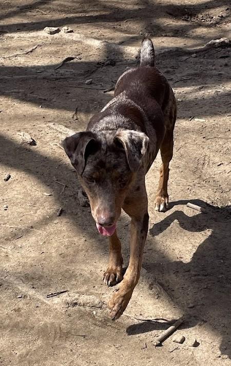 Enlarge Gwen - RI, a ADOPTABLE mixed breed in Bradford, RI image 5/5