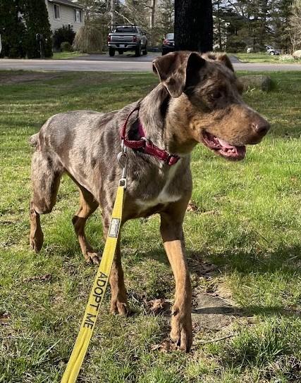 Enlarge Gwen - RI, a ADOPTABLE mixed breed in Bradford, RI image 3/5