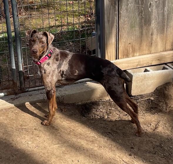 Enlarge Gwen - RI, a ADOPTABLE mixed breed in Bradford, RI image 4/5