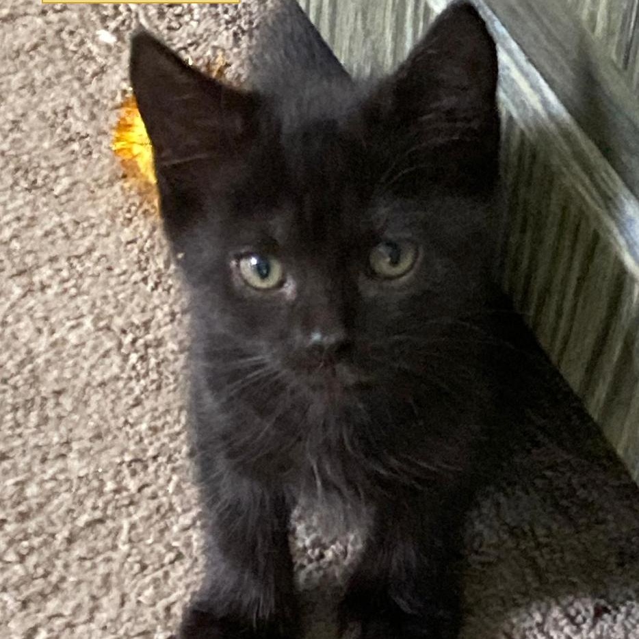 Cooper, Baby Male unknown