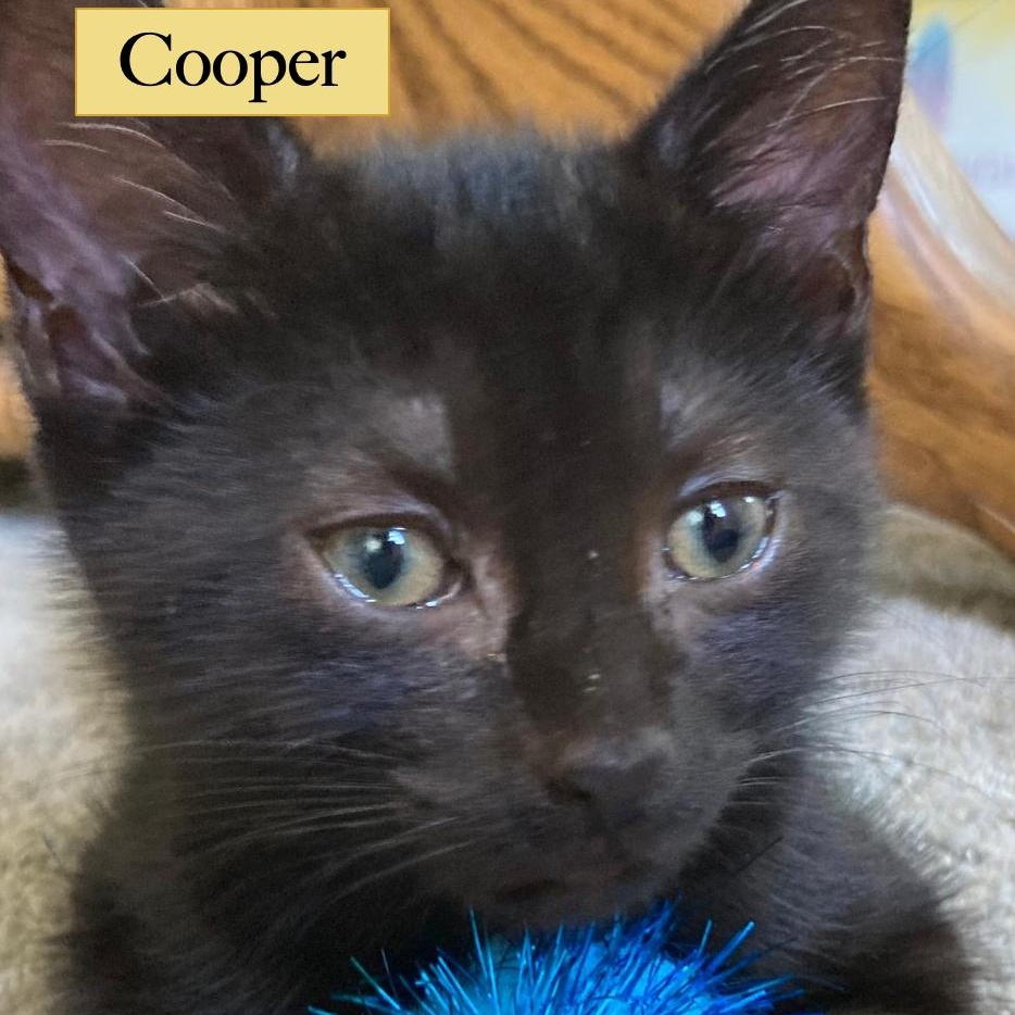 Cooper photo 5