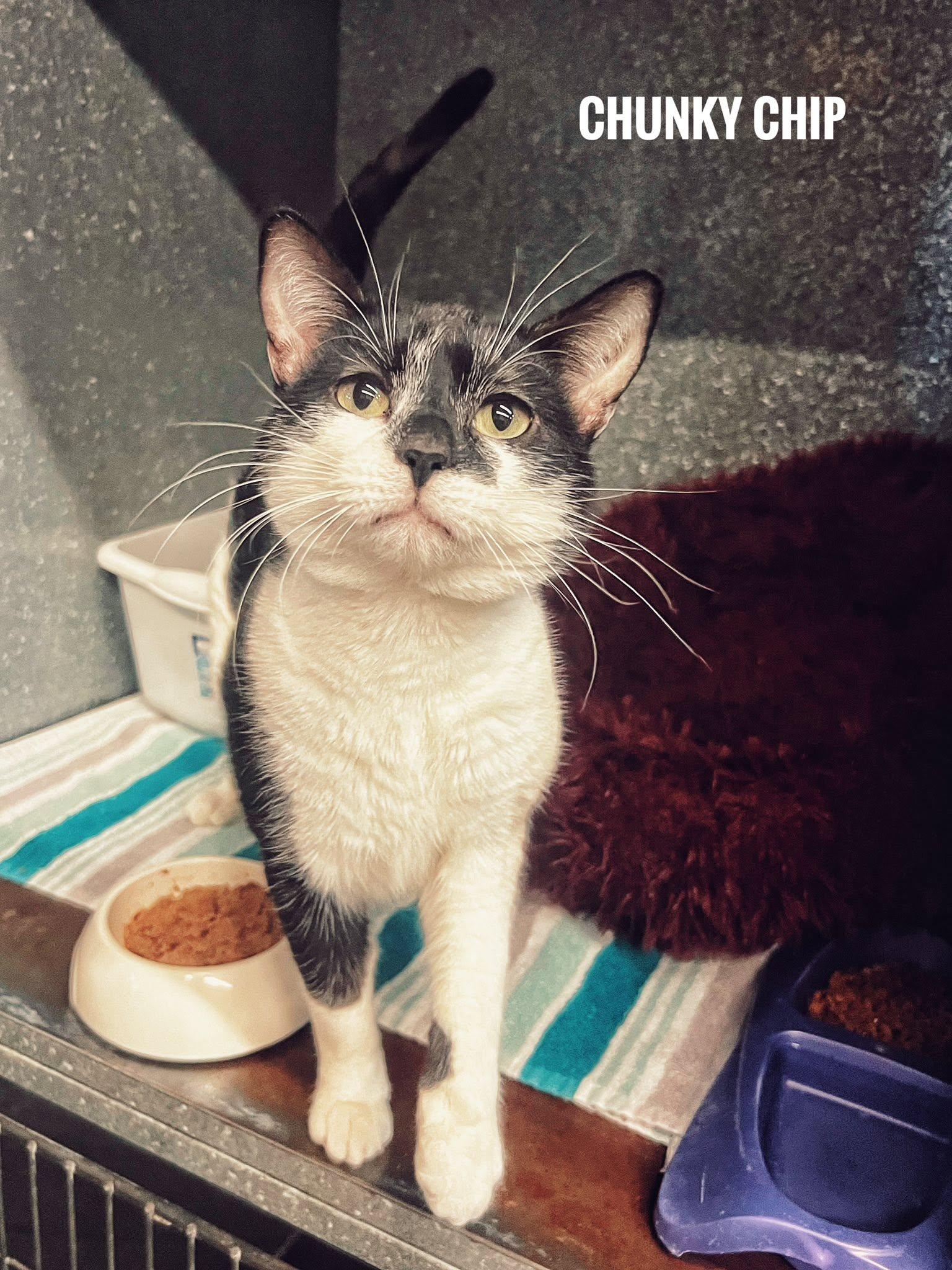Chunky Chip, ADOPTABLE, Adult Male Domestic Short Hair.
