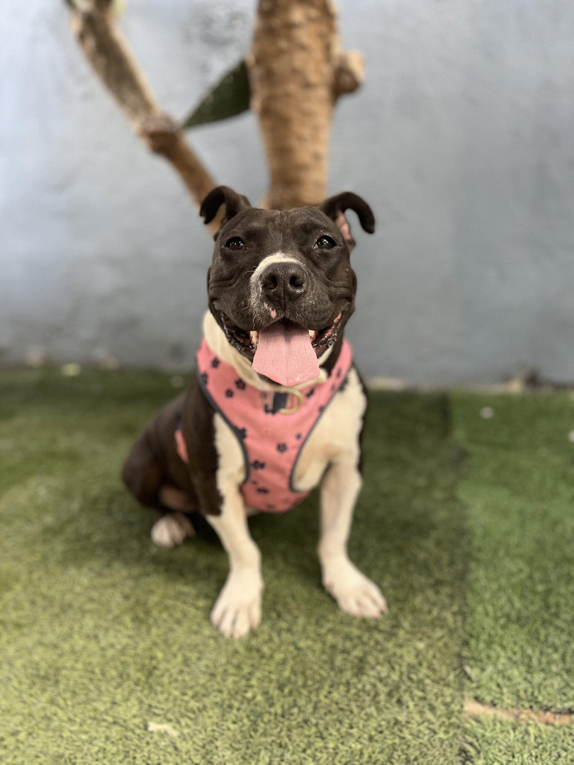 Enlarge Sweet Potato, a Adoptable mixed breed in Phoenix, AZ image 6/6