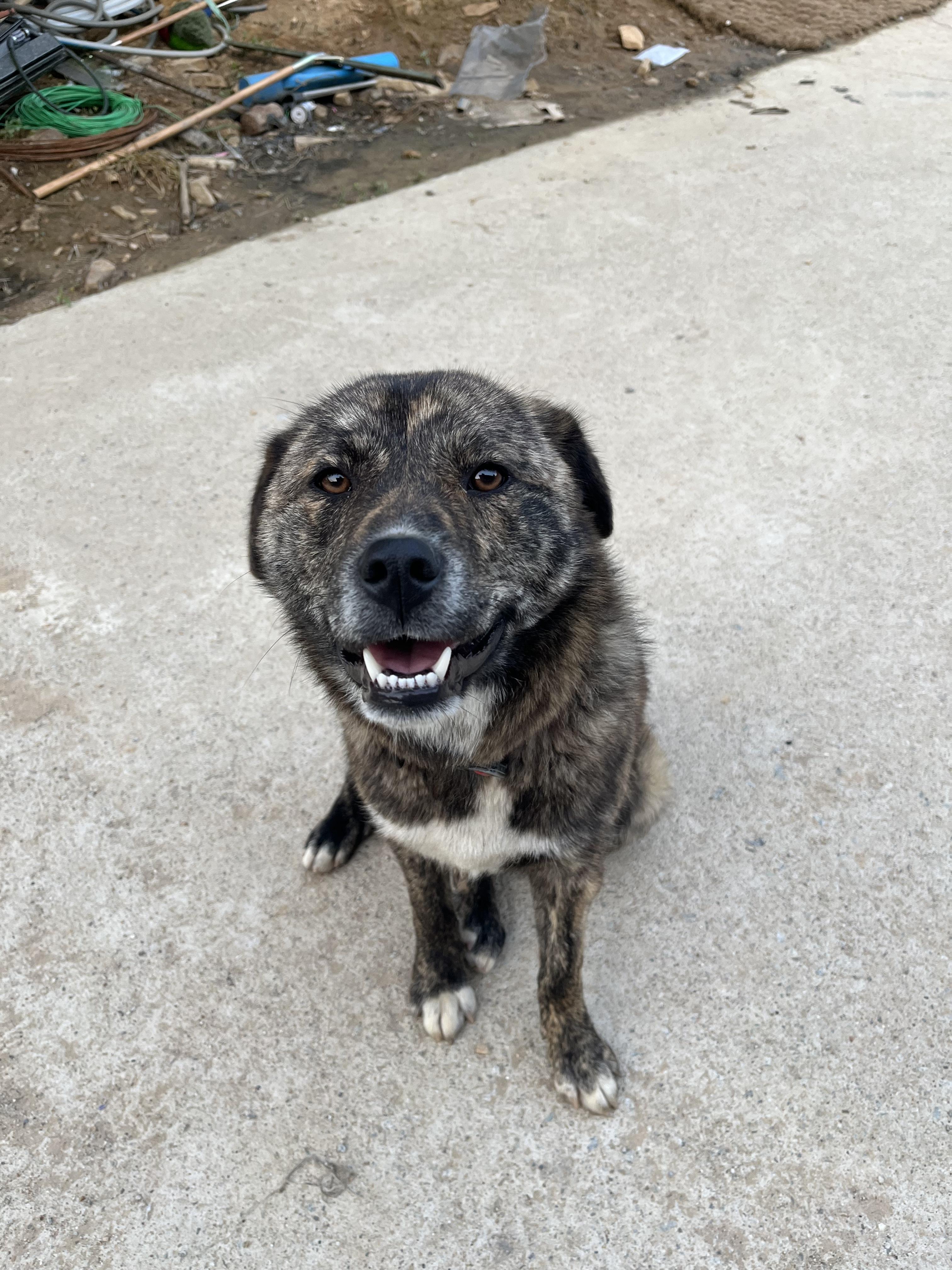 Bat, an adoptable Jindo in San Francisco, CA, 94115 | Photo Image 2