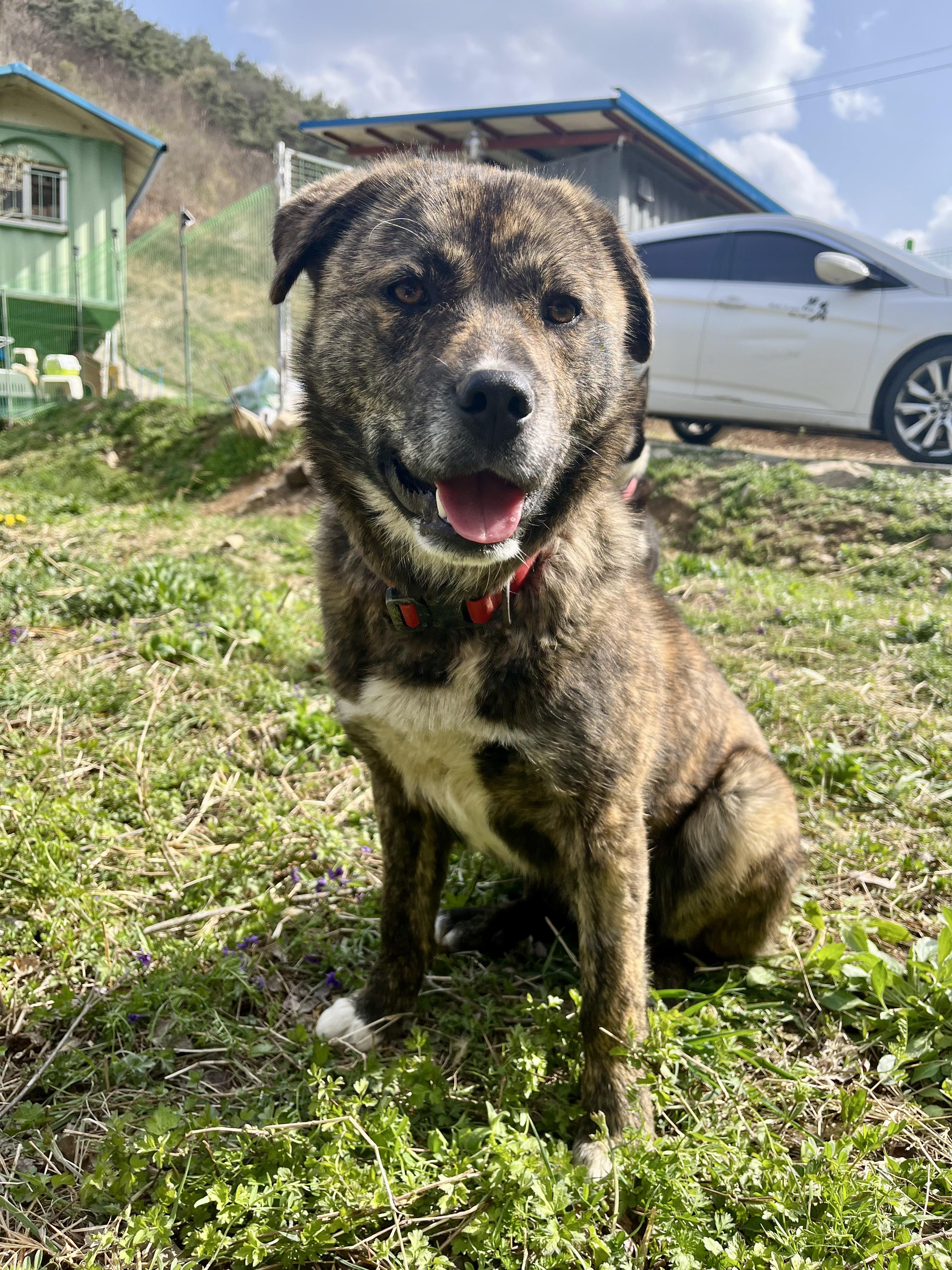 Bat, an adoptable Jindo in San Francisco, CA, 94115 | Photo Image 3