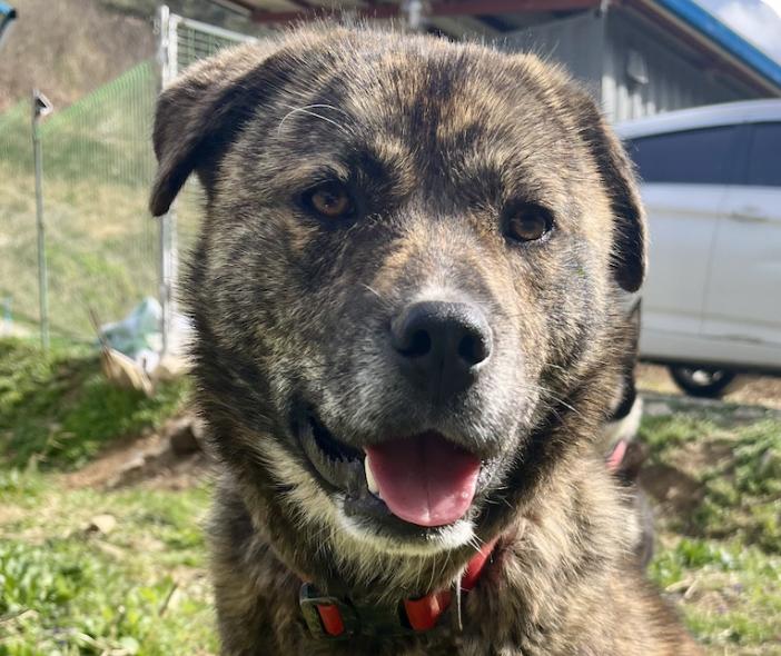 Bat, Adoptable, Adult Male Jindo.