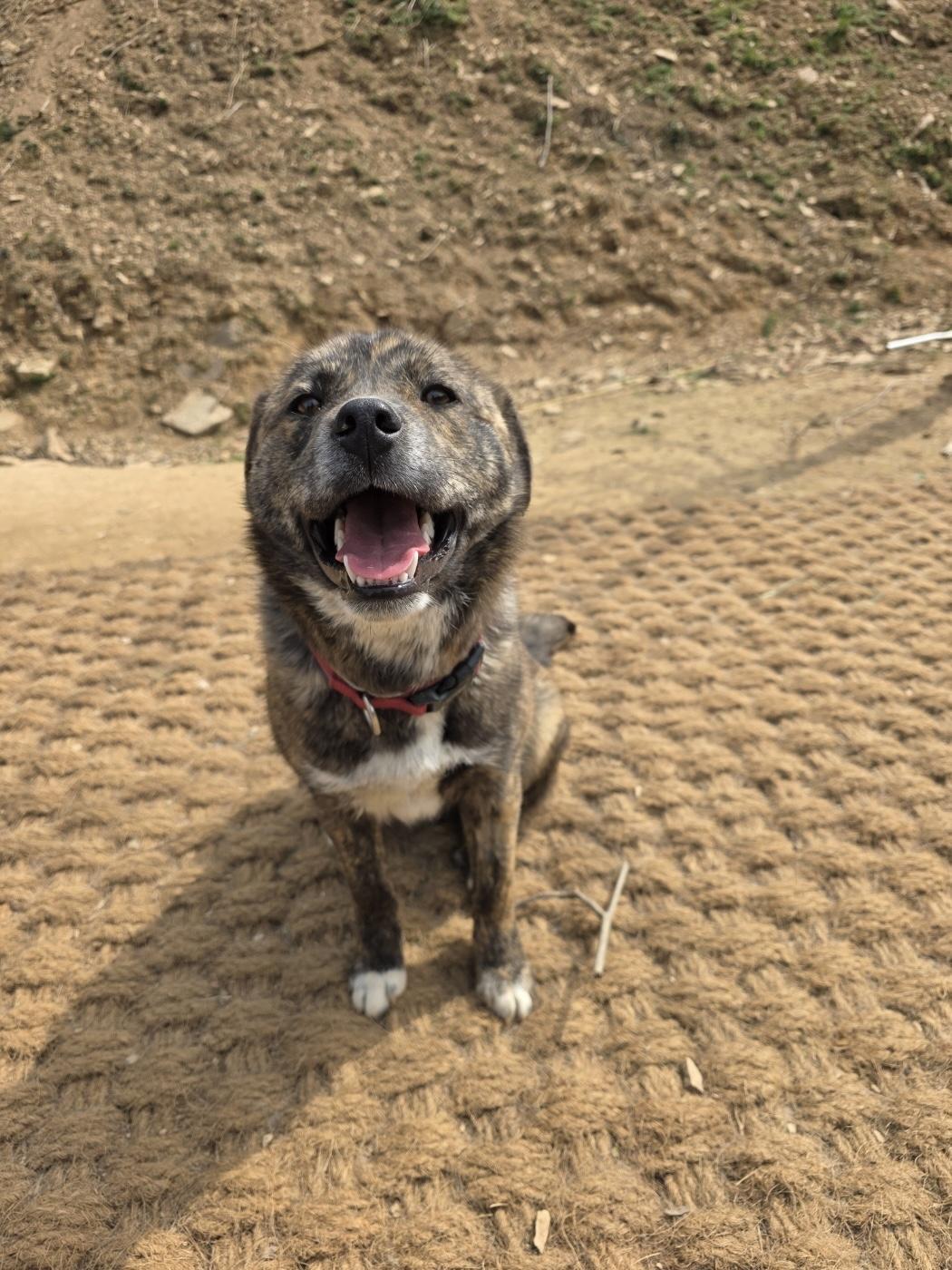 Bat, an adoptable Jindo in San Francisco, CA, 94115 | Photo Image 4