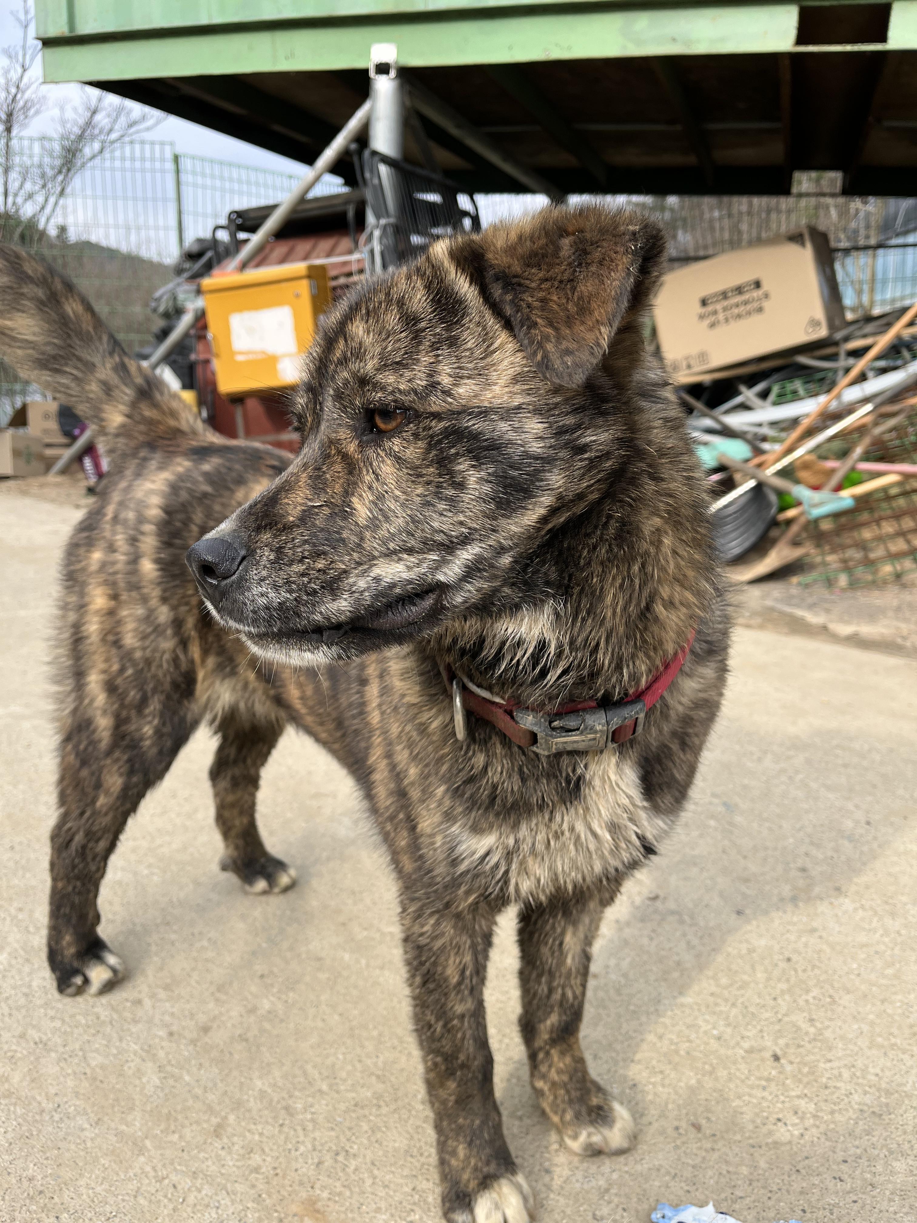 Bat, an adoptable Jindo in San Francisco, CA, 94115 | Photo Image 5