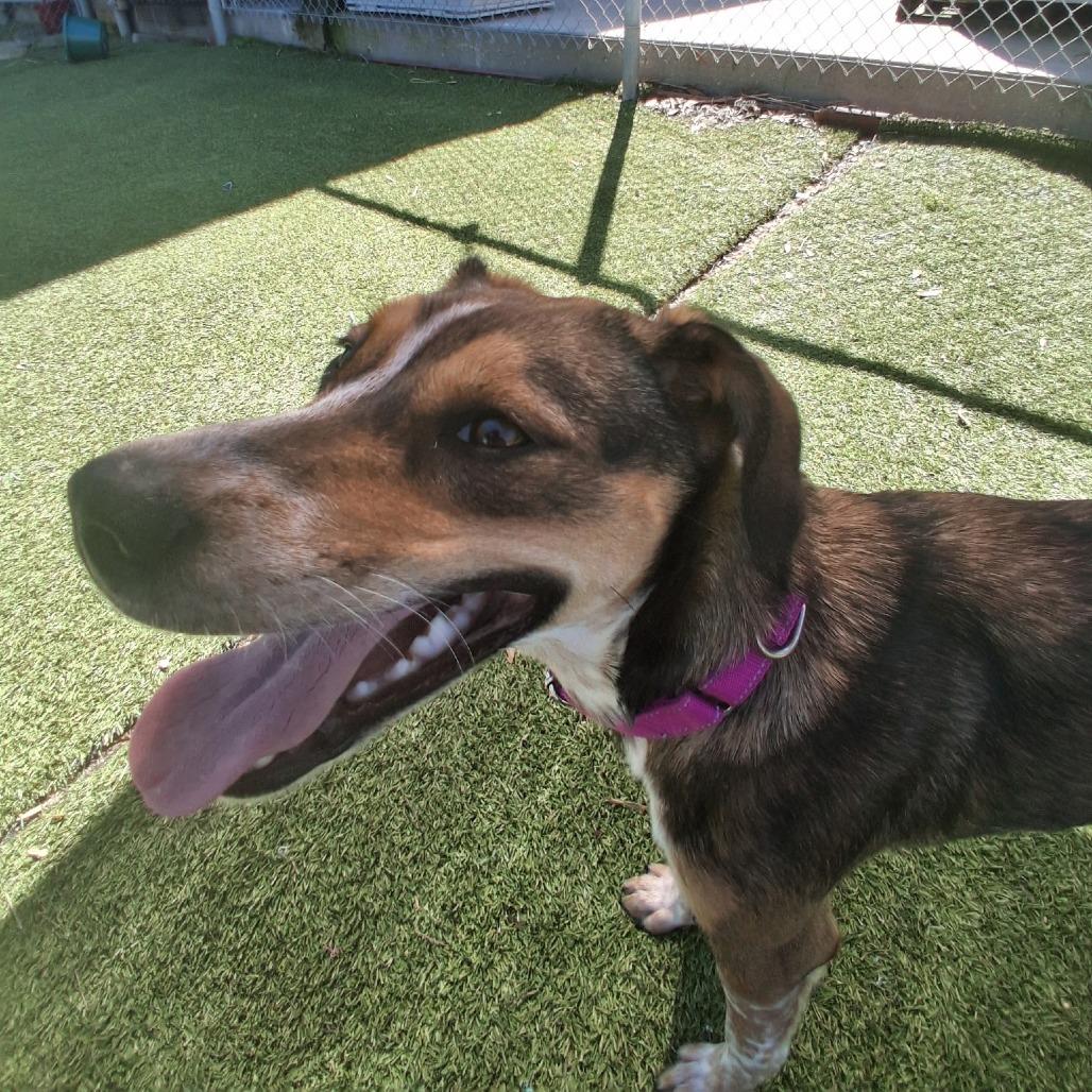 Enlarge Lilo, a Adoptable Mixed Breed in Galveston, TX image 1/6