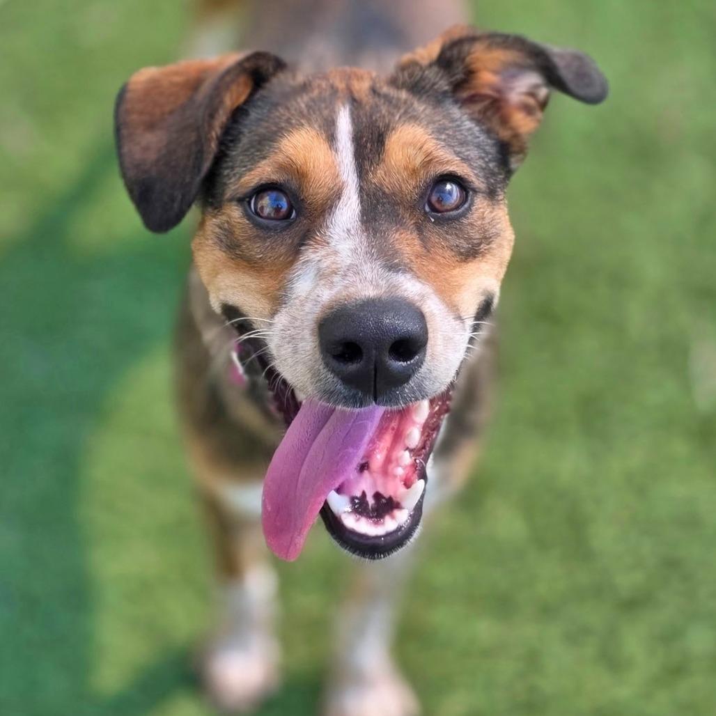 Enlarge Lilo, a Adoptable Mixed Breed in Galveston, TX image 2/6