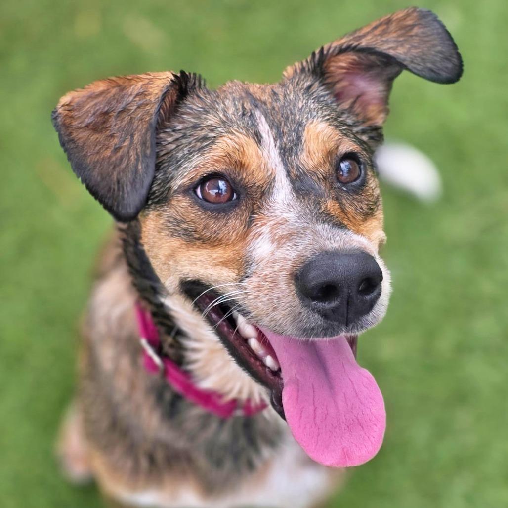 Enlarge Lilo, a Adoptable Mixed Breed in Galveston, TX image 4/6