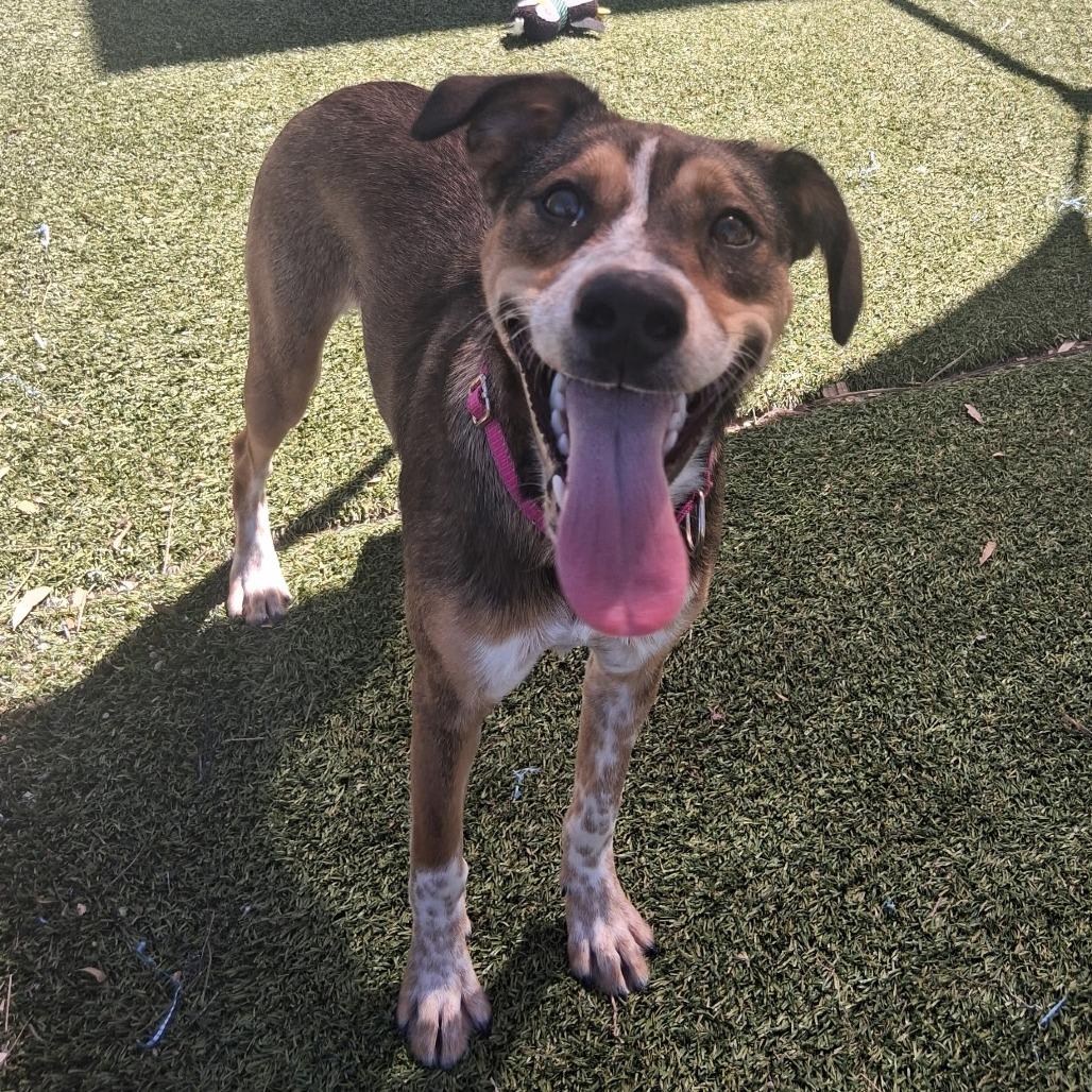 Enlarge Lilo, a Adoptable Mixed Breed in Galveston, TX image 5/6