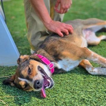 Enlarge Lilo, a Adoptable Mixed Breed in Galveston, TX image 6/6