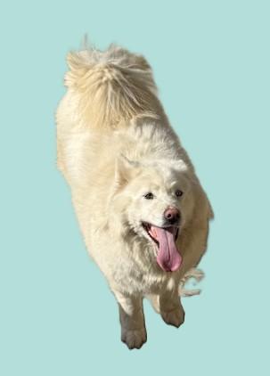 Enlarge Yuki, a ADOPTABLE Alaskan Malamute in Pasco, WA image 4/5