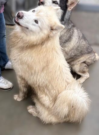 Enlarge Yuki, a ADOPTABLE Alaskan Malamute in Pasco, WA image 5/5