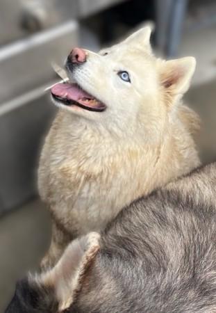 Enlarge Yuki, a ADOPTABLE Alaskan Malamute in Pasco, WA image 2/5