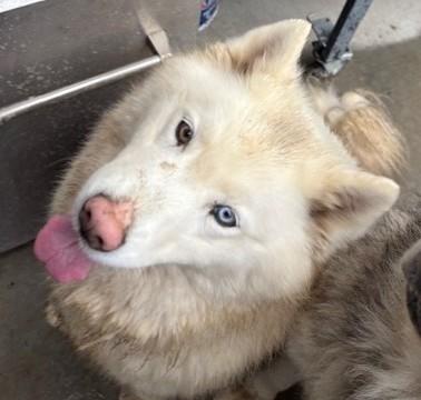 Enlarge Yuki, a ADOPTABLE Alaskan Malamute in Pasco, WA image 3/5