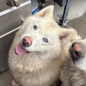 Enlarge Yuki, a ADOPTABLE Alaskan Malamute in Pasco, WA image 1/5