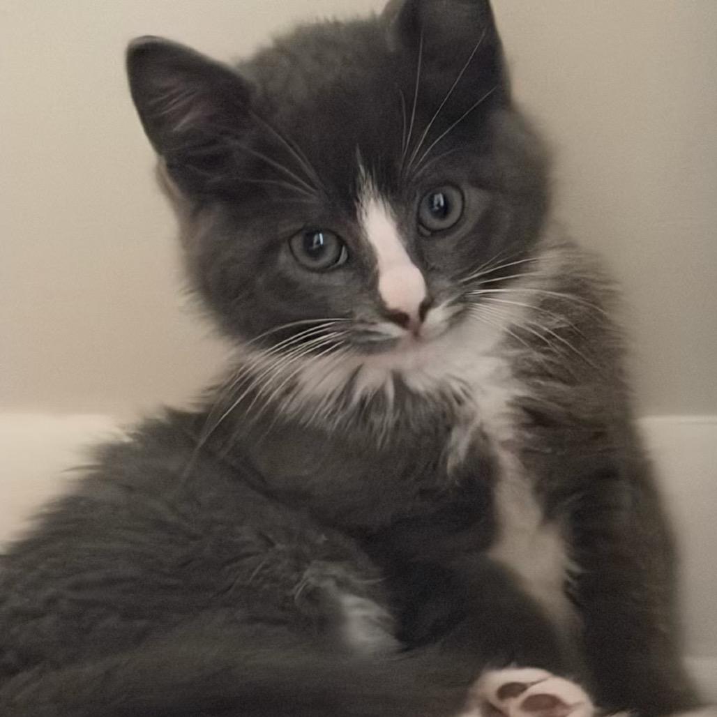 Terence, Adoptable, Kitten Male Domestic Short Hair.