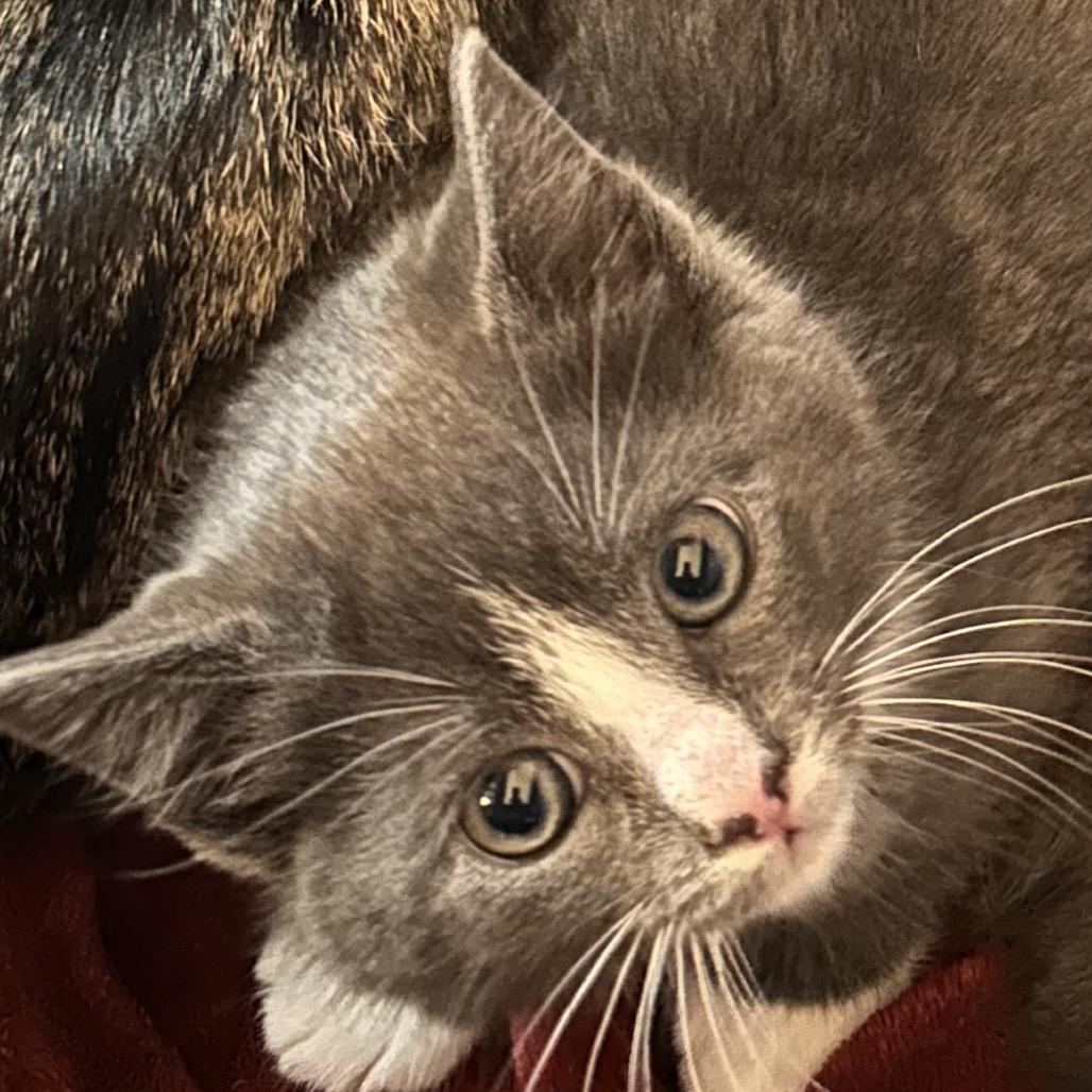 Enlarge Terence, a Adoptable Domestic Short Hair in Bel Air, MD image 2/2