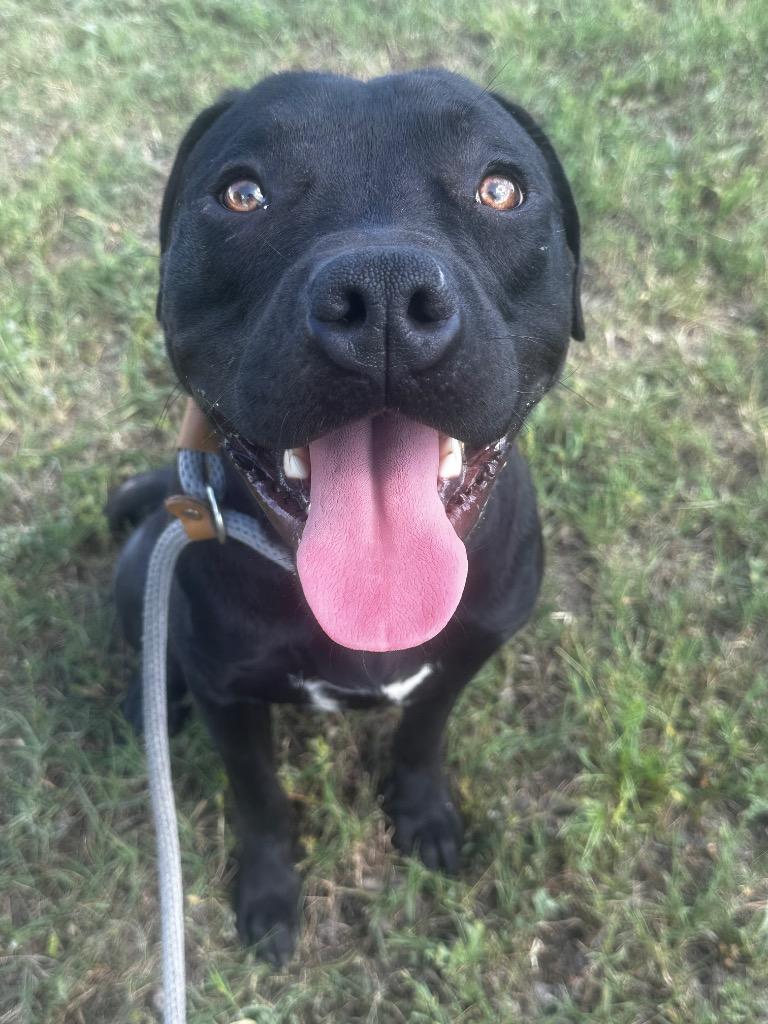 Shadow, Adoptable, Young Male Pit Bull Terrier.