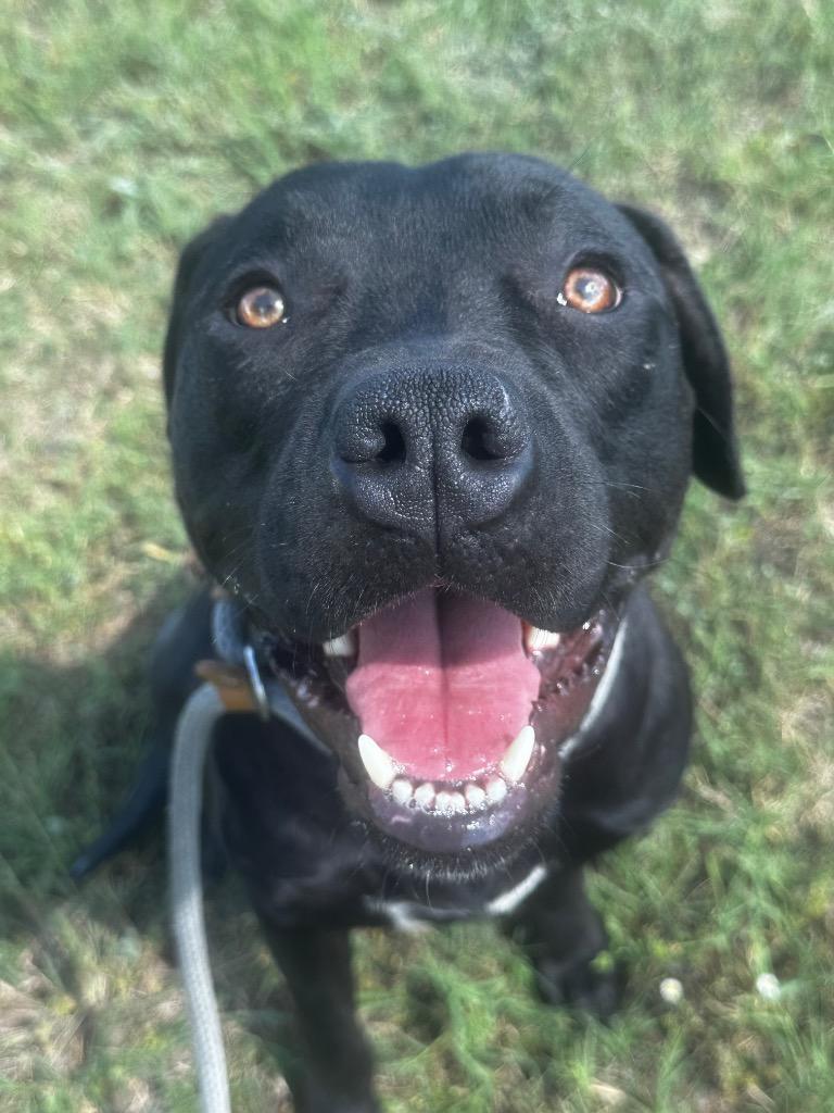 Enlarge Shadow, a Adoptable Pit Bull Terrier in Newcastle, OK image 2/4