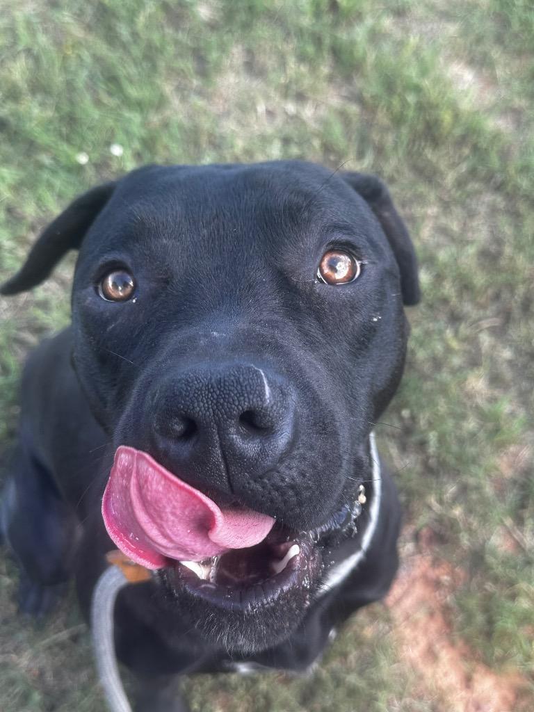 Enlarge Shadow, a Adoptable Pit Bull Terrier in Newcastle, OK image 4/4