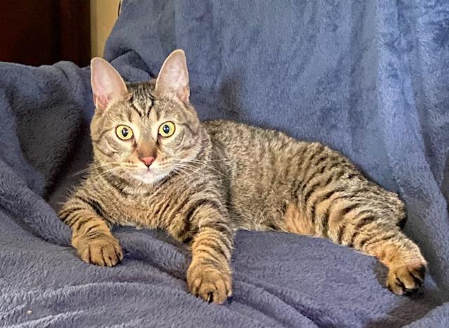 Enlarge Eileen (tripod & gentle hearted warrior), a Adoptable Domestic Short Hair in Lemoyne, PA image 4/6