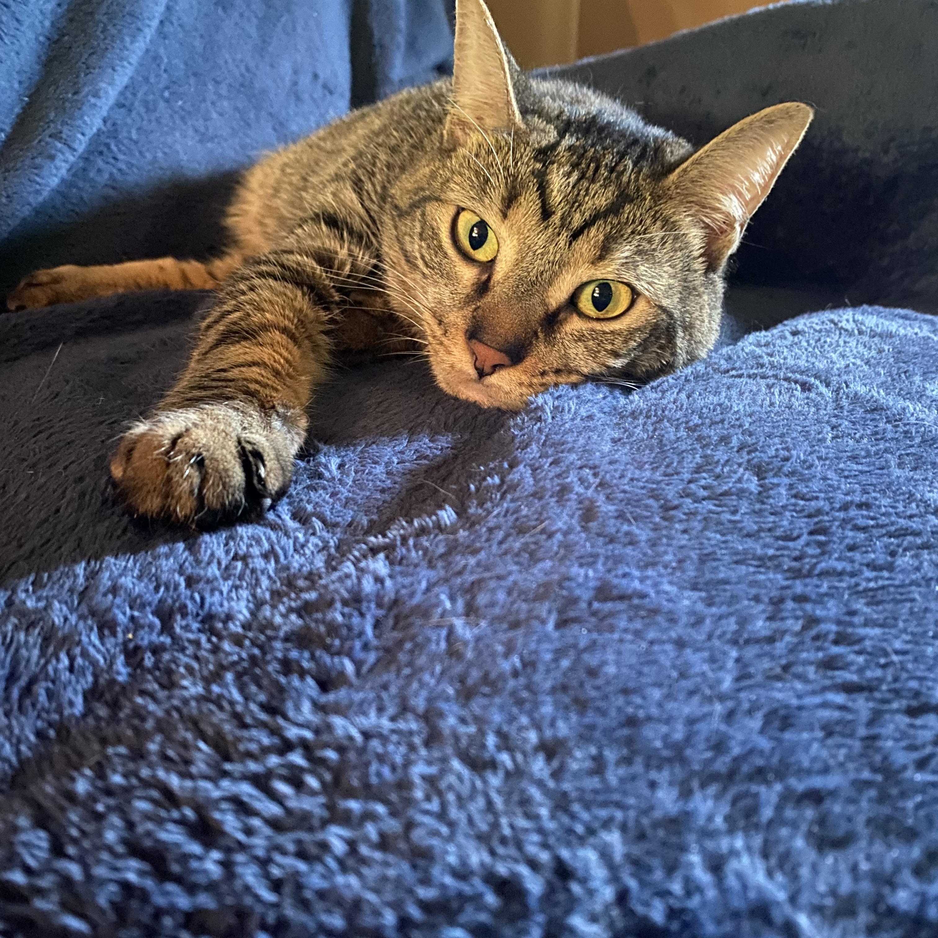 Enlarge Eileen (tripod & gentle hearted warrior), a Adoptable Domestic Short Hair in Lemoyne, PA image 3/6