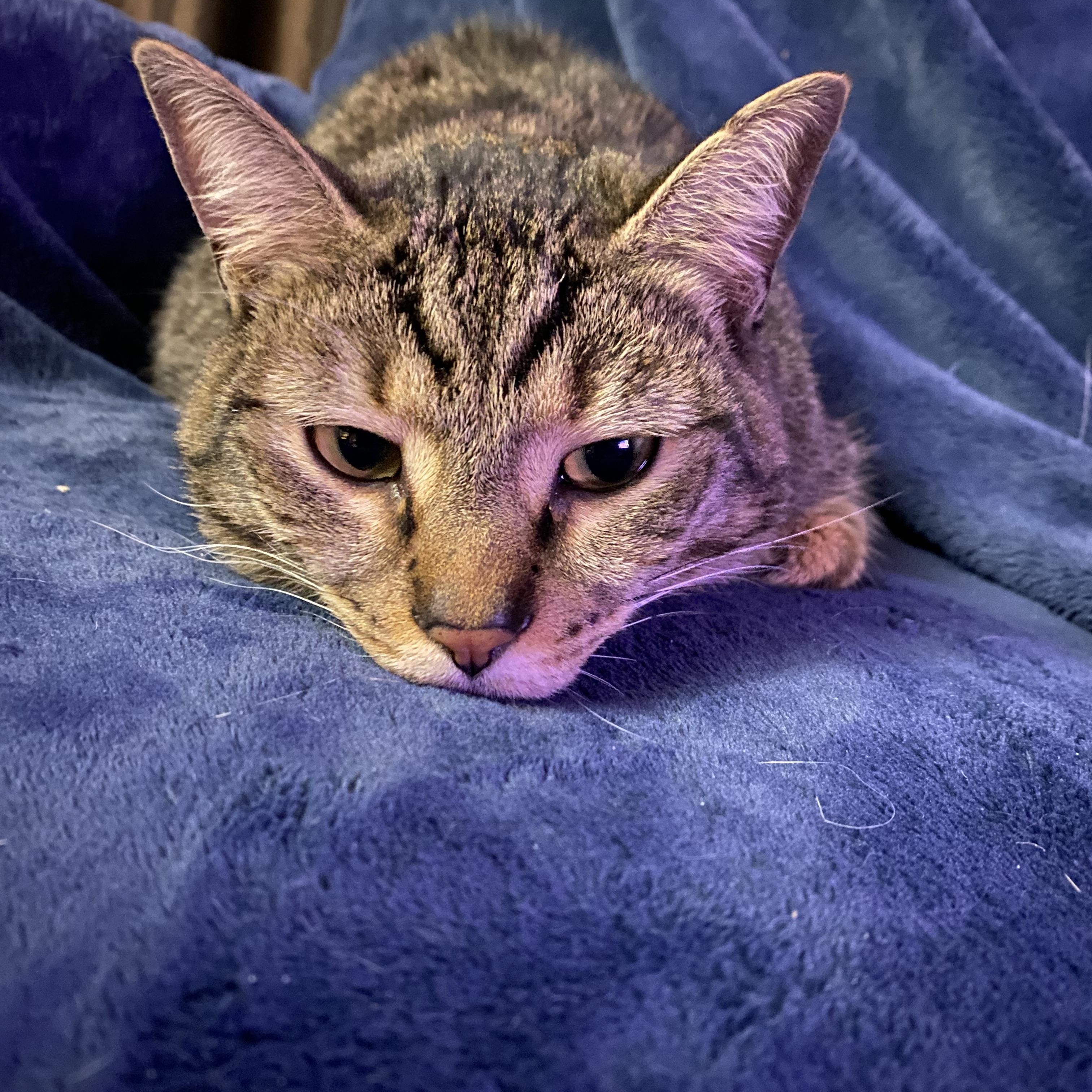 Enlarge Eileen (tripod & gentle hearted warrior), a Adoptable Domestic Short Hair in Lemoyne, PA image 2/6