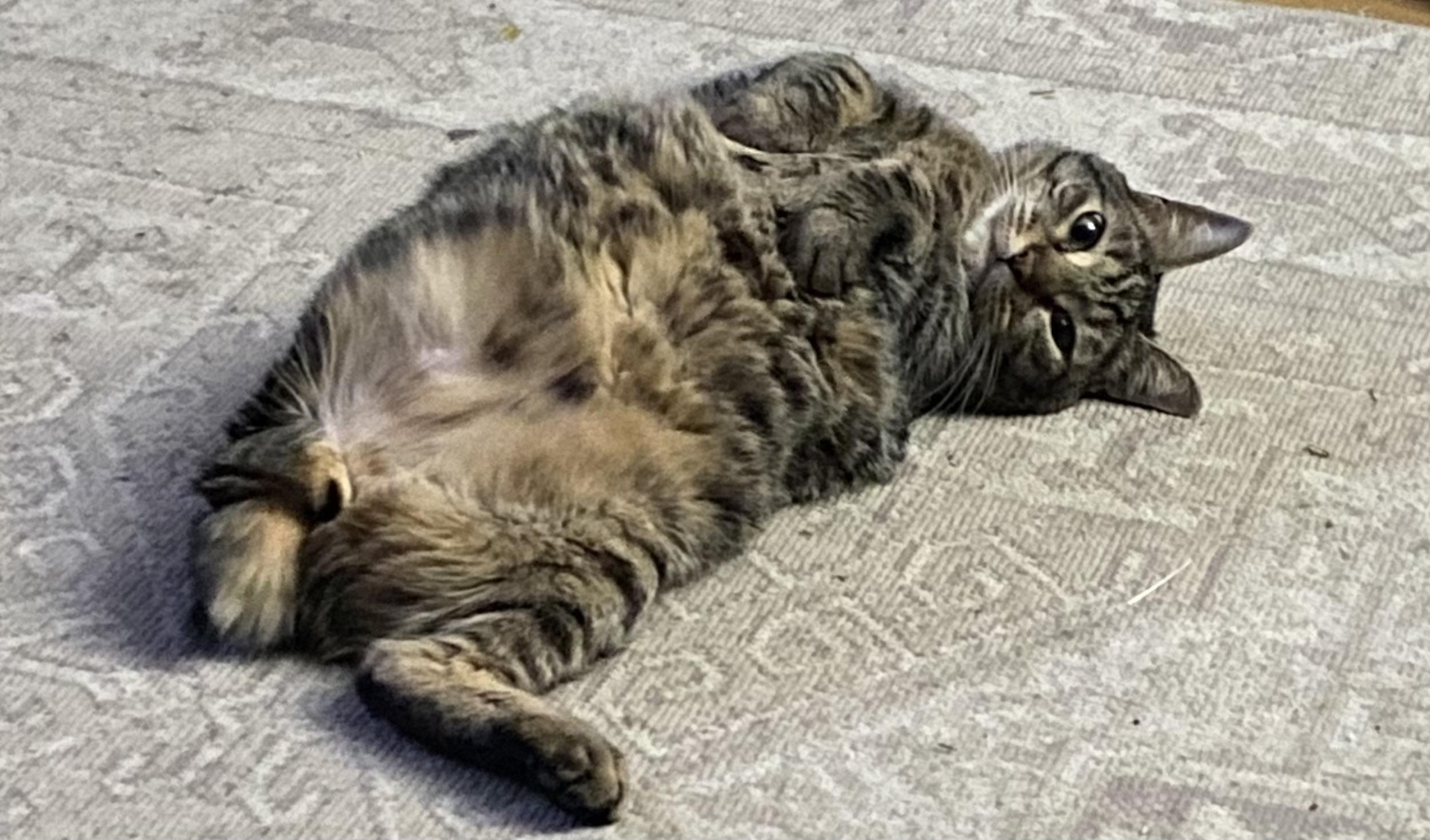 Eileen (tripod & gentle hearted warrior), Adoptable, Young Female Domestic Short Hair.