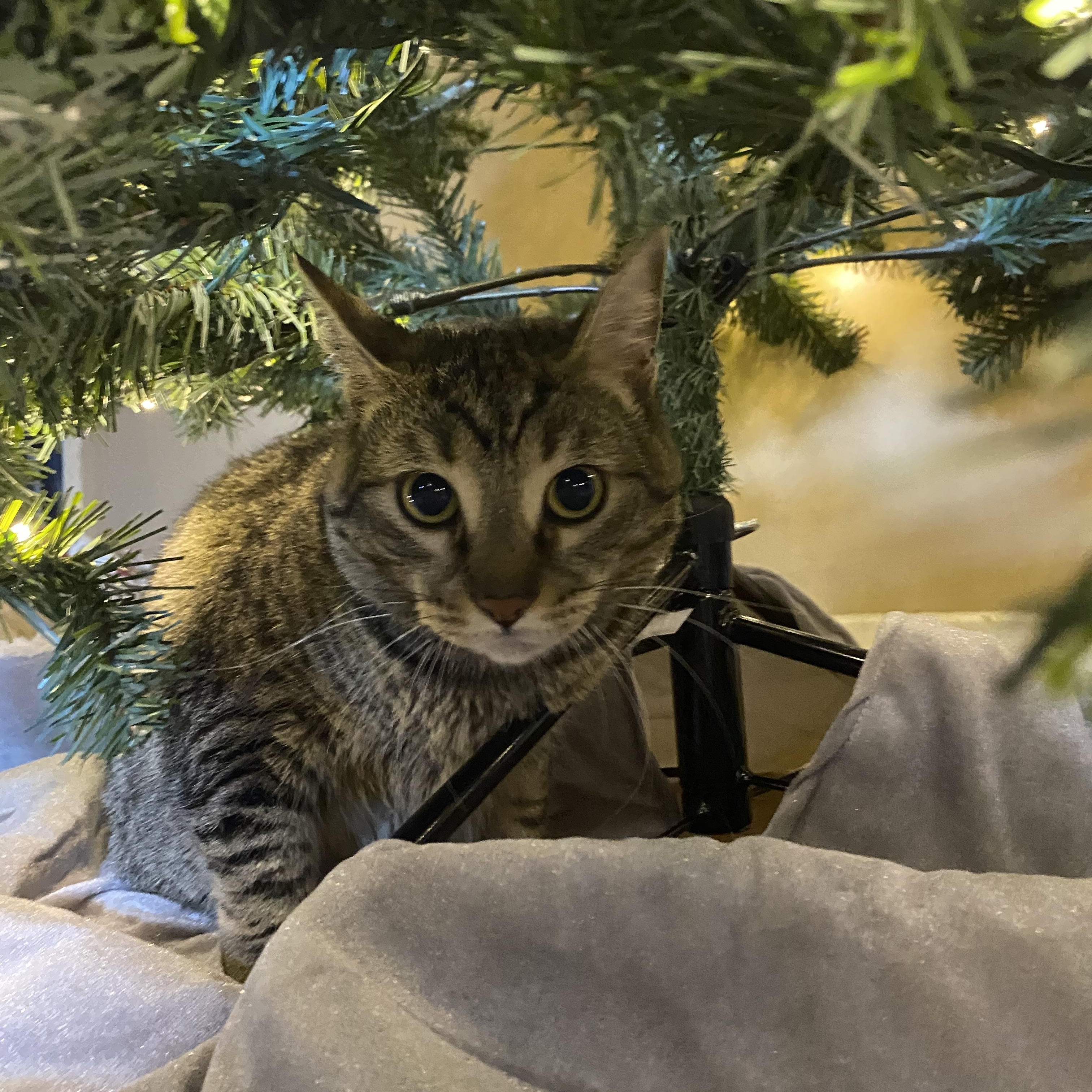 Enlarge Eileen (tripod & gentle hearted warrior), a Adoptable Domestic Short Hair in Lemoyne, PA image 5/6